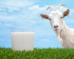 Козье молоко детям. Вред и польза козьего молока для детей. Можно ли кормить детей козьим молоком?