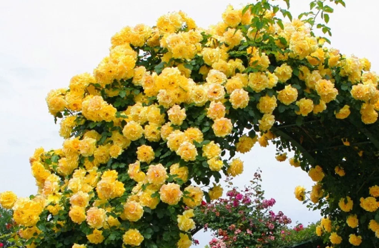 Роза фетида — «австрийская медная», «персидская желтая»