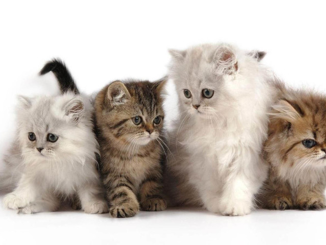 Milyen ételt jobb etetni a macska etetése: A legjobb hírcsatornák az állatorvosok tanácsai. A macskaelátt típusai, veszélyes macskaeledel - Hogyan válasszunk jó macskaeledel?