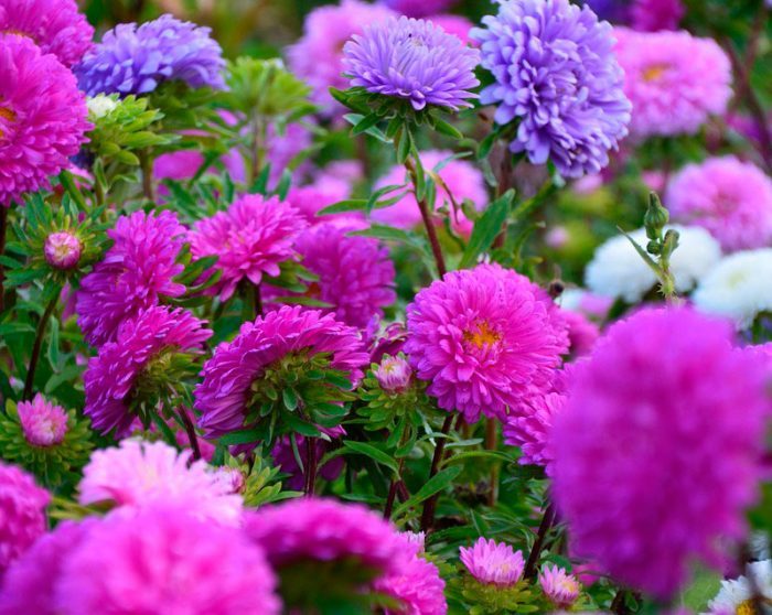 Colorful asters