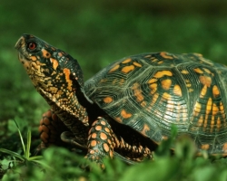 Turtles dans la nature - Le monde environnant: la structure de la tortue, description de la vie