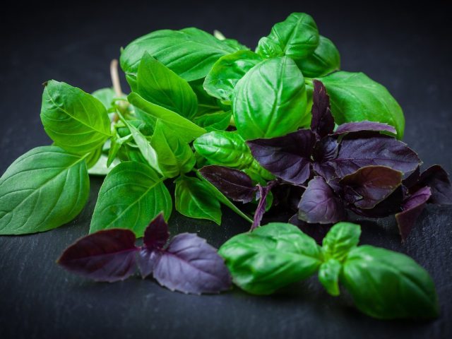 The harvesting of the basil for the winter at home are the best storage methods. How to choose the right, freeze, drift, pick up, marin the basil, cook pasta, mashed potatoes, sauce, basil oil for the winter?