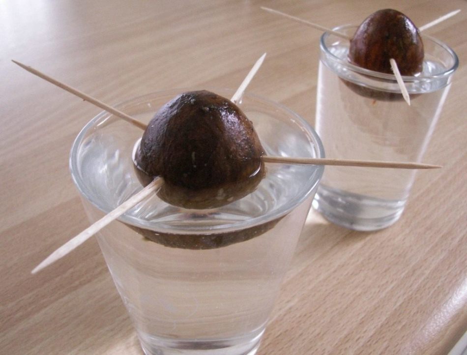 Acqua per avocado