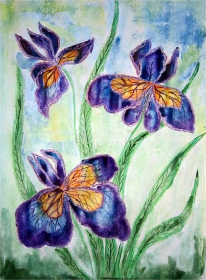 Iris cvet: risanje s svinčnikom in akvarelom