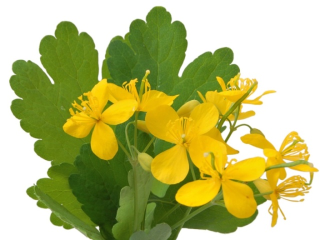 A decoction of celandine for the skin, hair and face. Proper use of a celestial decoction - celandine treatment