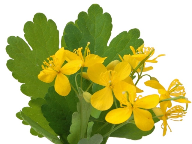 ยาต้มของ celandine สำหรับผิวผมและใบหน้า การใช้ยาต้มในท้องฟ้าอย่างเหมาะสม - การรักษา Celandine