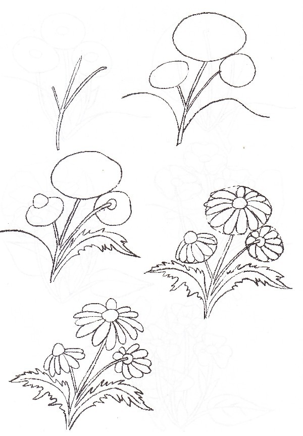Scheme of phased painting chamomile