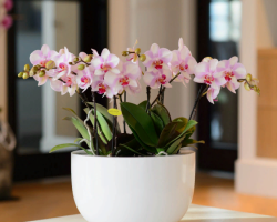È possibile tenere un'orchidea nella casa: segni e superstizioni, energia. Cosa porta orchidea bianco, rosa, viola, giallo, verde, arancione, rosso?