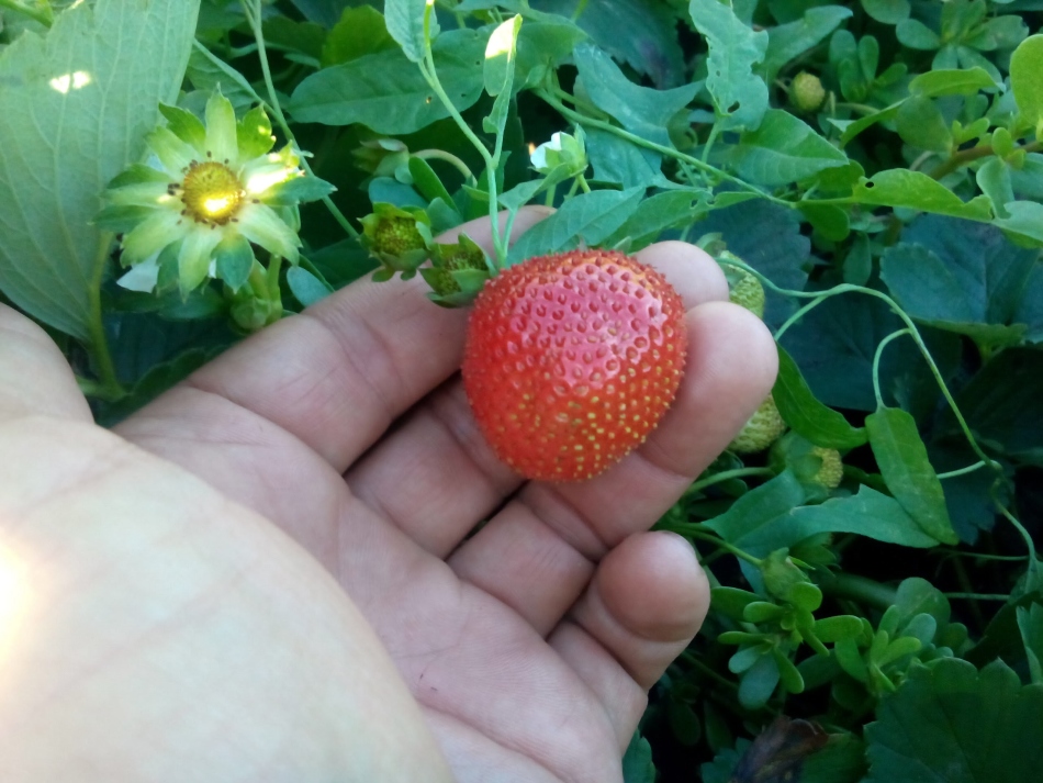 Πώς να τροφοδοτείτε και να θεραπεύσετε τις φράουλες από ασθένειες και παράσιτα το καλοκαίρι και το φθινόπωρο;