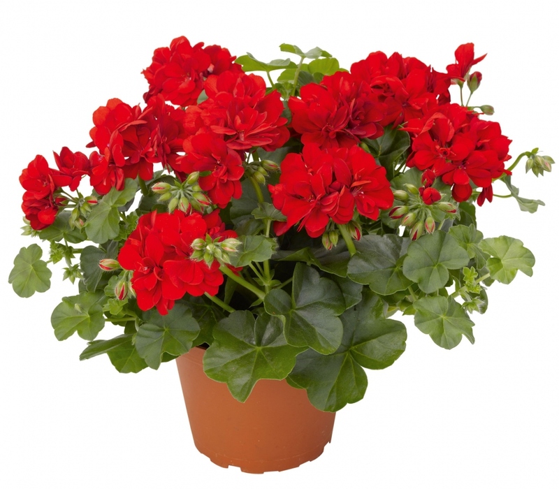 Geranium is a plant that has almost all