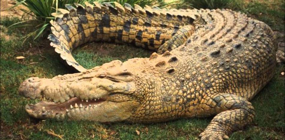 Crocodile Park, Costa del Sol, Spain
