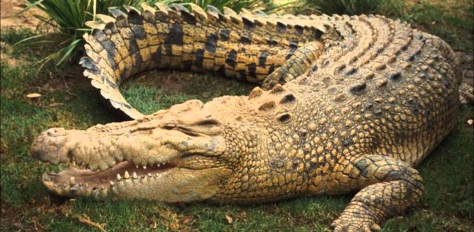 Crocodile Park, Costa del Sol, Spanien