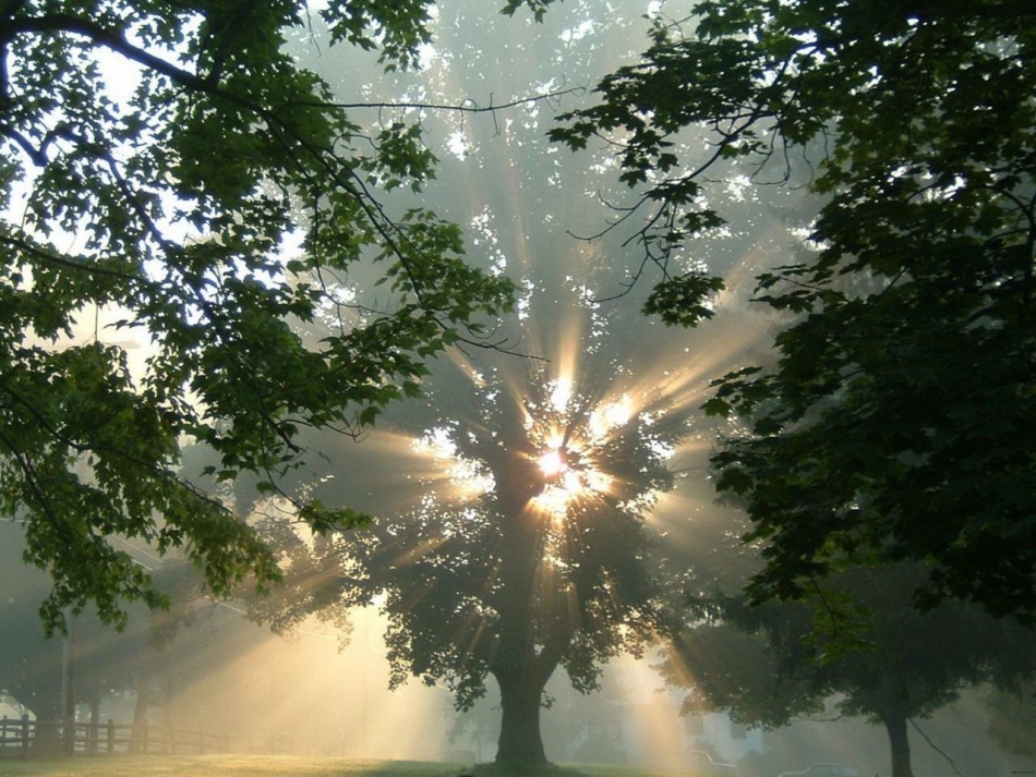 A fák hajnali energiája rengeteg körül tölt be minden körül