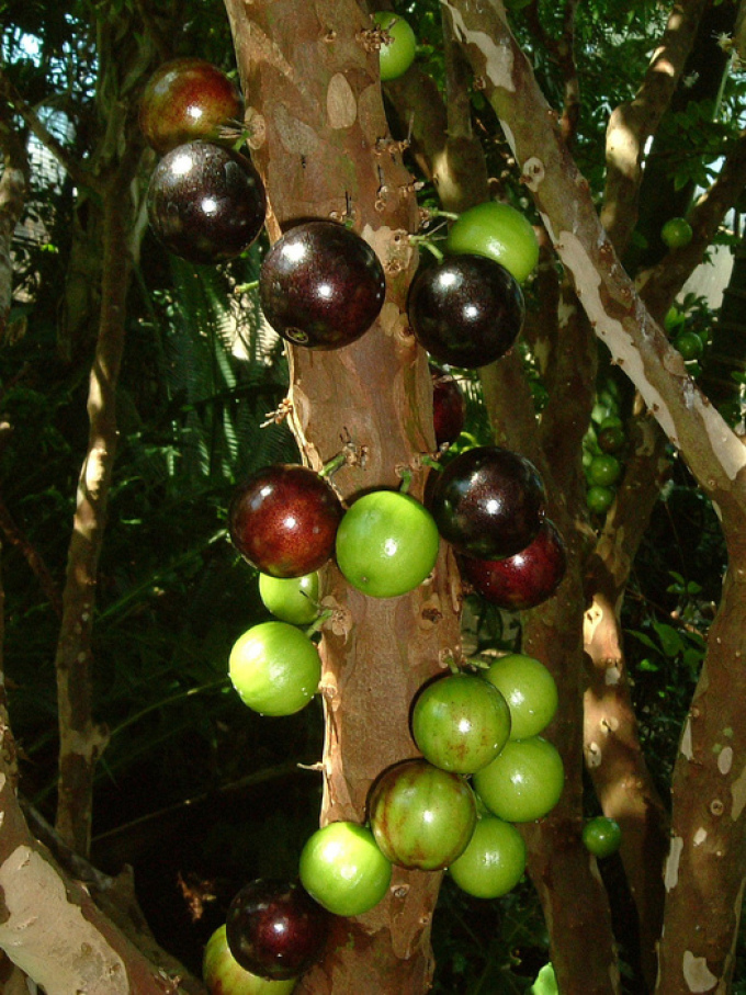Alors qu'ils mûrissent, les fruits de Zabikaba du vert se transforment en violet foncé.