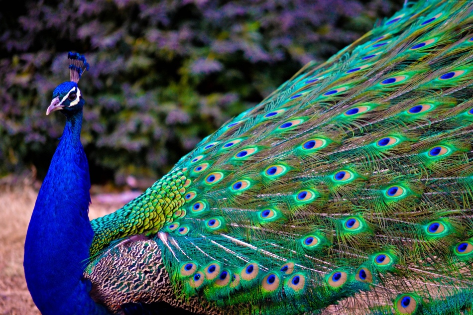 Peacock