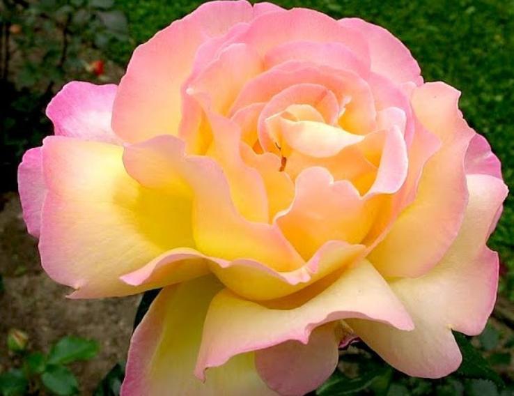 Красивая роза мадам а. мейлланд