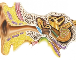 Anatomie - La structure et les fonctions de l'oreille extérieure, moyenne et intérieure: un schéma avec une description, nom d'os, photo, vidéo. Comment, quelles fonctions l'oreille humaine est-elle associée à la gorge et au nez?