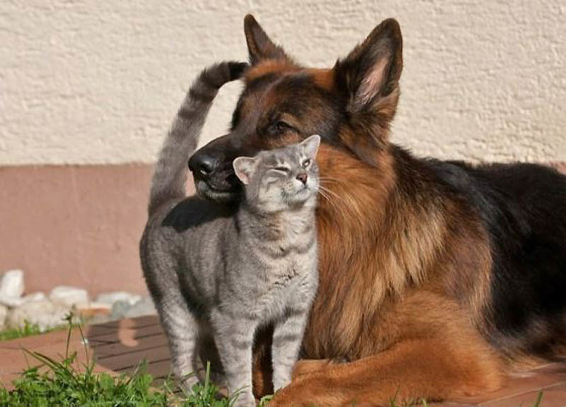 Kecerdasan kucing dan anjing