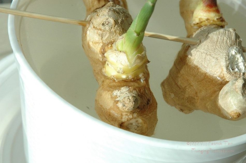 Soaking the root of ginger