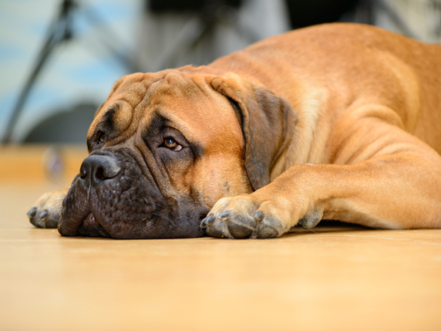 Pourquoi le chien s'enfraîche-t-il les yeux? Les yeux du chien se transmettent: que faire, que couler?