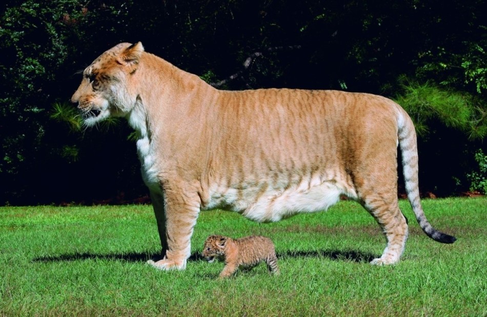 Смесь льва с тигром фото