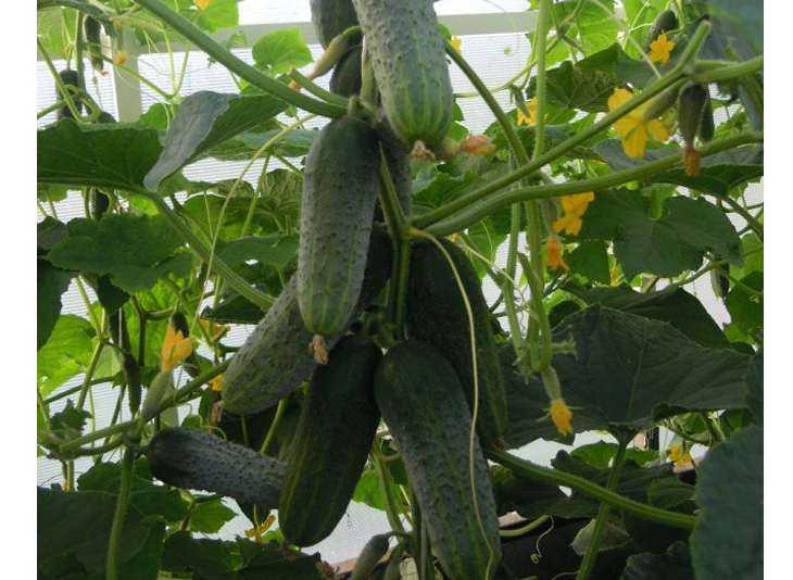 Correctly formed cucumbers give a good harvest