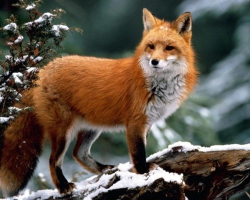 Dreaming a fox: what does such a dream mean?