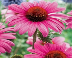 Echinacea is purple, yellow: therapeutic properties for men and women, contraindications, photos