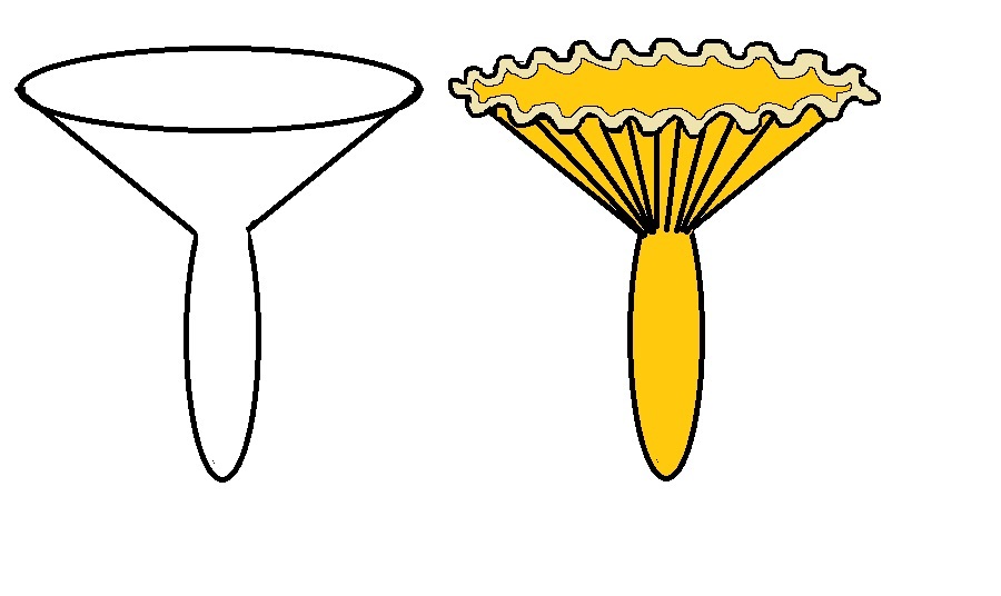 Drawing of a edible mushroom for beginners