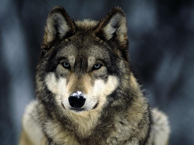 Dream Interpretation - Wolf: What is the dream of a black, white, gray wolf in a dream? Why are wolves dream of a woman, girl, man: interpretation of sleep
