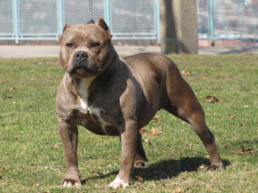 ¿Para qué fines la raza de perros tiene un pit bullier?