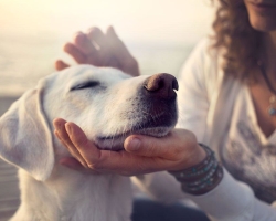 Comment repasser correctement le chien pour qu'elle aime: les lieux de contact et n'aiment pas les chiens