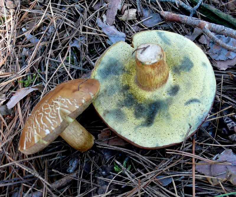 Польский гриб съедобный или нет. Моховик польский гриб. Моховик синеет. Польский гриб синеет. Моховик зеленый гриб.