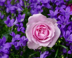 The most beautiful flowers of the world: Names, photos