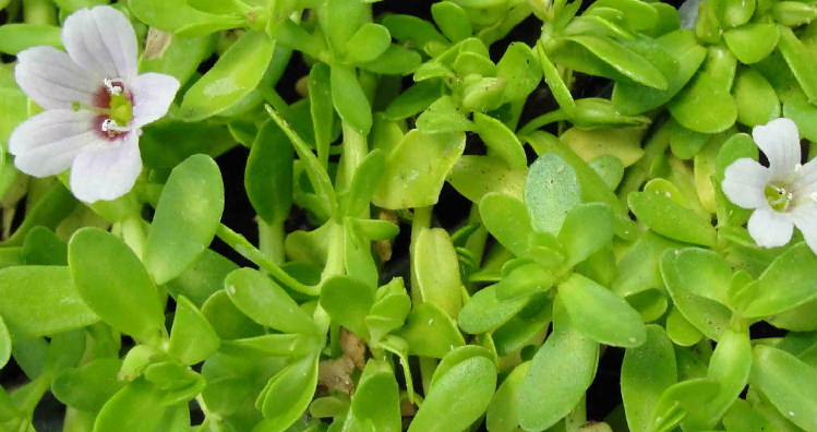 The bacopa is small -leaved