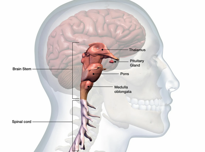 Human brain trunk