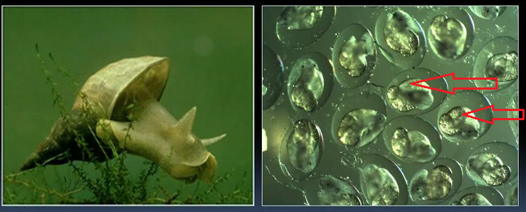 Икра пресноводного моллюска — прудовика