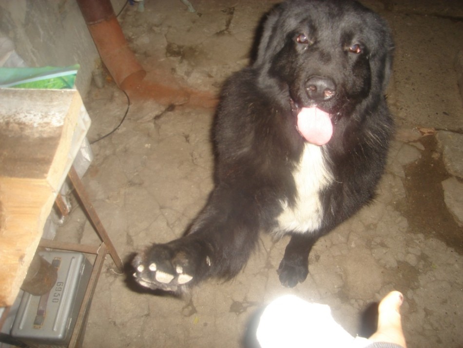 Köpeklerin cinsindeki pençelerde membranlar Newfoundland: Fotoğraf