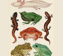 EarthMatic: fitur dan karakteristik vertebrata. Tanda -tanda amfibi sebagai penghuni air: Bagaimana mereka berbeda dari mamalia, reptil?
