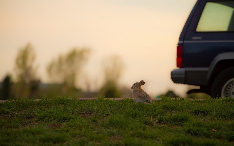 Hares - Kegagalan