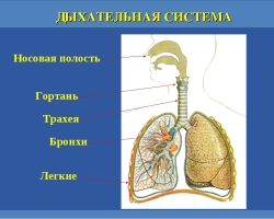 Človeški dihalni sistem in izpit - kaj mora diplomant vedeti: anatomija, razvoj, testiranje na spletu