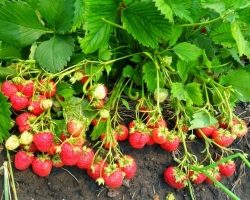 How to grow strawberries at home, in a greenhouse, in open ground, under a prisoner, in bags and in pipes? How to grow strawberries all year round?