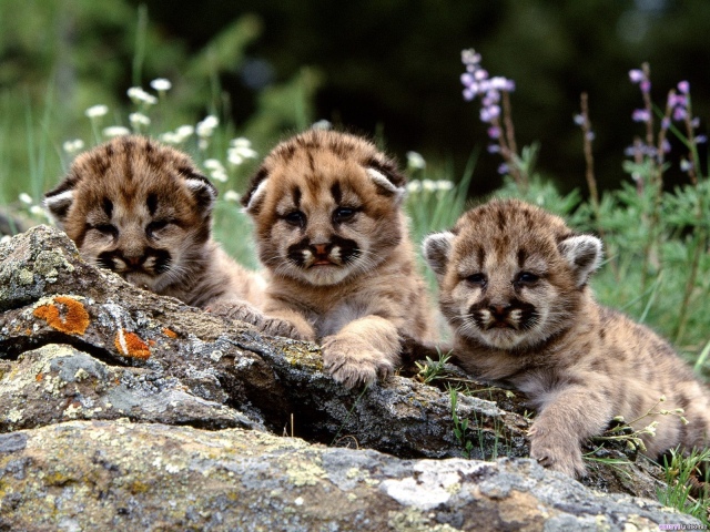 Faits intéressants sur les animaux pour les enfants - sur la forêt, la maison, la sauvage, la tropicale, l'Antarctique