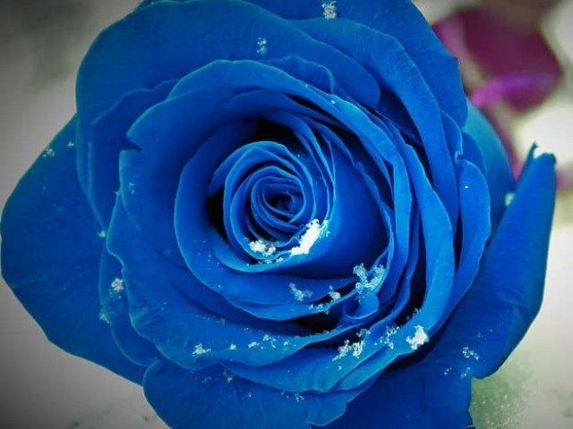 ¿Qué significan las rosas azules como regalo para una niña? El valor general de las rosas azules y azules en el idioma de las flores