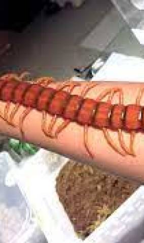 Scolopendra, centipede: is poisonous or not, is it dangerous for a person?