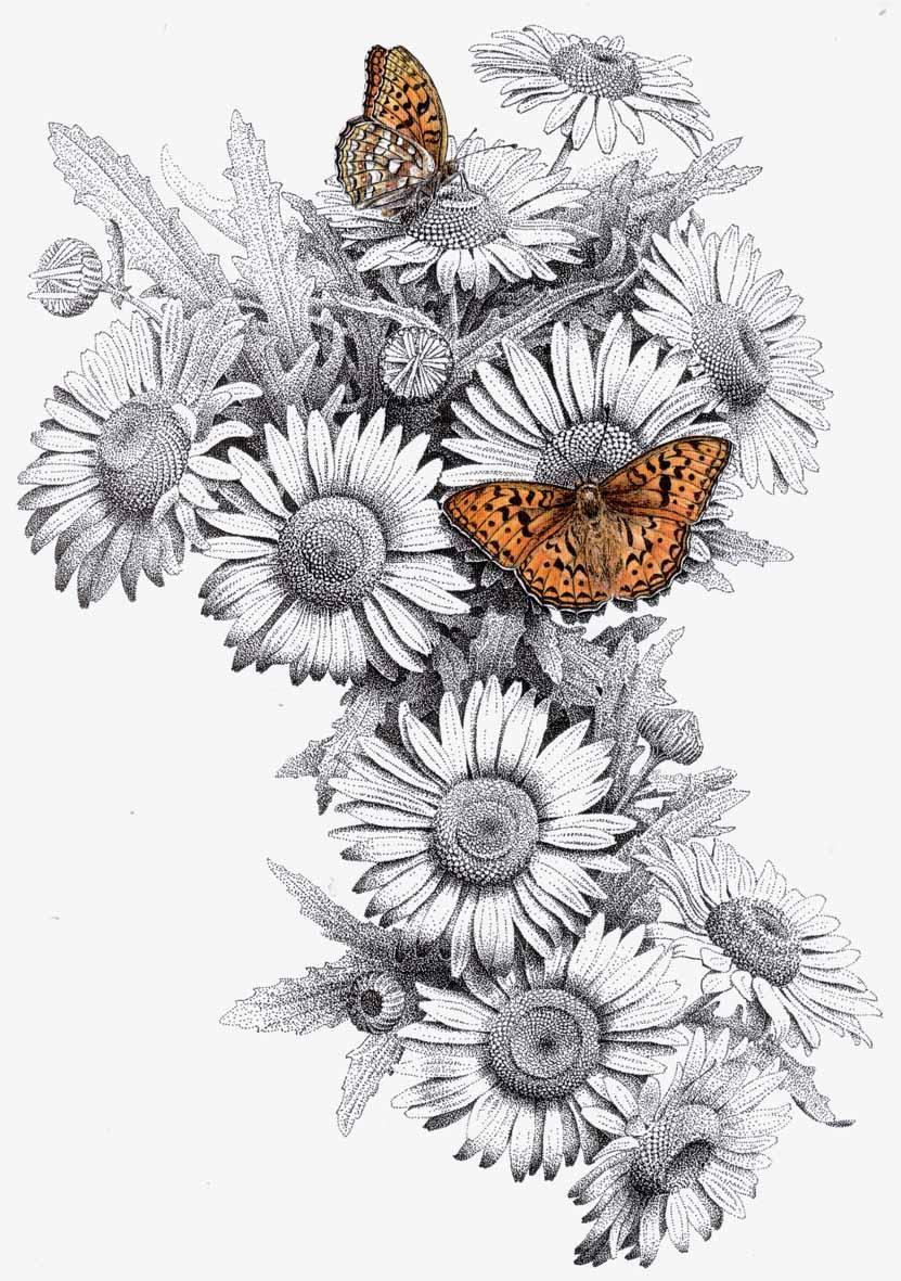 Σκίτσο των μαργαρίτες τατουάζ-λουλουδιών