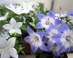 Floarea mirelui și mirelui: nume științific, îngrijire acasă, reproducere, transplant. Mirele și mirele și mirele: semne printre oameni