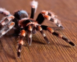 К чему снится паук: черный, коричневый, белый, крупный, маленький. Толкование сна о пауках в паутине, ползущих по телу, по стене вверх — что значит, если укусил паук?