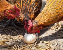 Perché le galline beccano le uova e cosa fare se le galline beccano le loro uova?