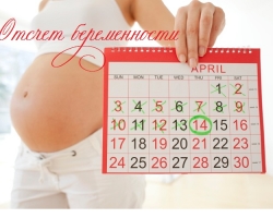 С какого дня начинается отсчет беременности?